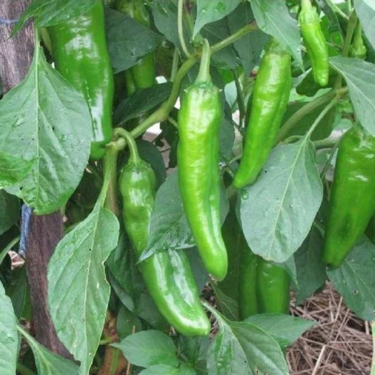 30 Seeds| Anaheim Chili Pepper Seeds – Capsicum annuum, Heirloom, Non-GMO, Mild Heat 500–1,000 SHU, High Yield, 7-Inch Peppers, Easy to Grow Warm Season Vegetable for Roasting, Stuffing, Salsa, and Fresh Cooking#6038