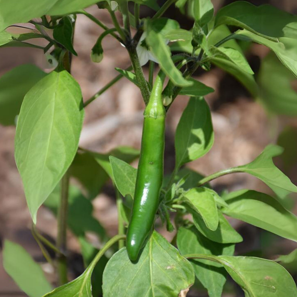 30 Seeds| Anaheim Chili Pepper Seeds – Capsicum annuum, Heirloom, Non-GMO, Mild Heat 500–1,000 SHU, High Yield, 7-Inch Peppers, Easy to Grow Warm Season Vegetable for Roasting, Stuffing, Salsa, and Fresh Cooking#6038
