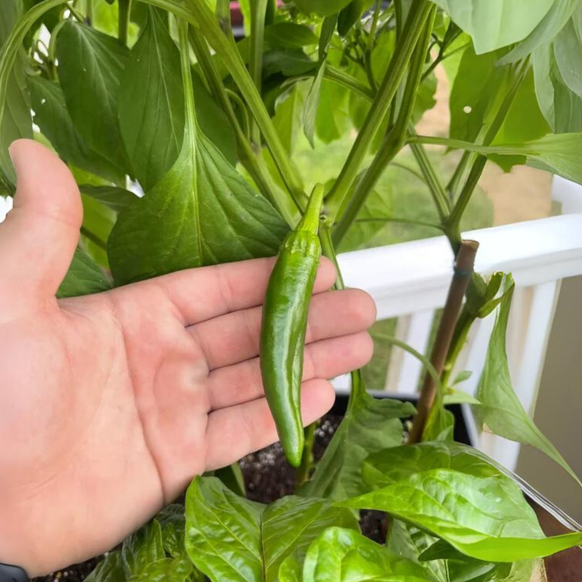 30 Seeds| Anaheim Chili Pepper Seeds – Capsicum annuum, Heirloom, Non-GMO, Mild Heat 500–1,000 SHU, High Yield, 7-Inch Peppers, Easy to Grow Warm Season Vegetable for Roasting, Stuffing, Salsa, and Fresh Cooking#6038