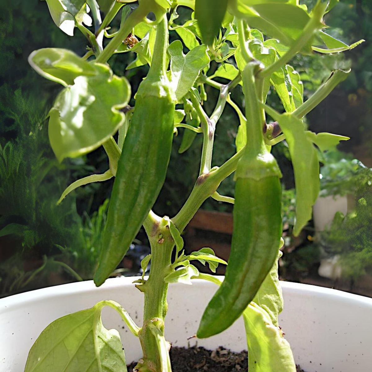 30 Seeds| Anaheim Chili Pepper Seeds – Capsicum annuum, Heirloom, Non-GMO, Mild Heat 500–1,000 SHU, High Yield, 7-Inch Peppers, Easy to Grow Warm Season Vegetable for Roasting, Stuffing, Salsa, and Fresh Cooking#6038