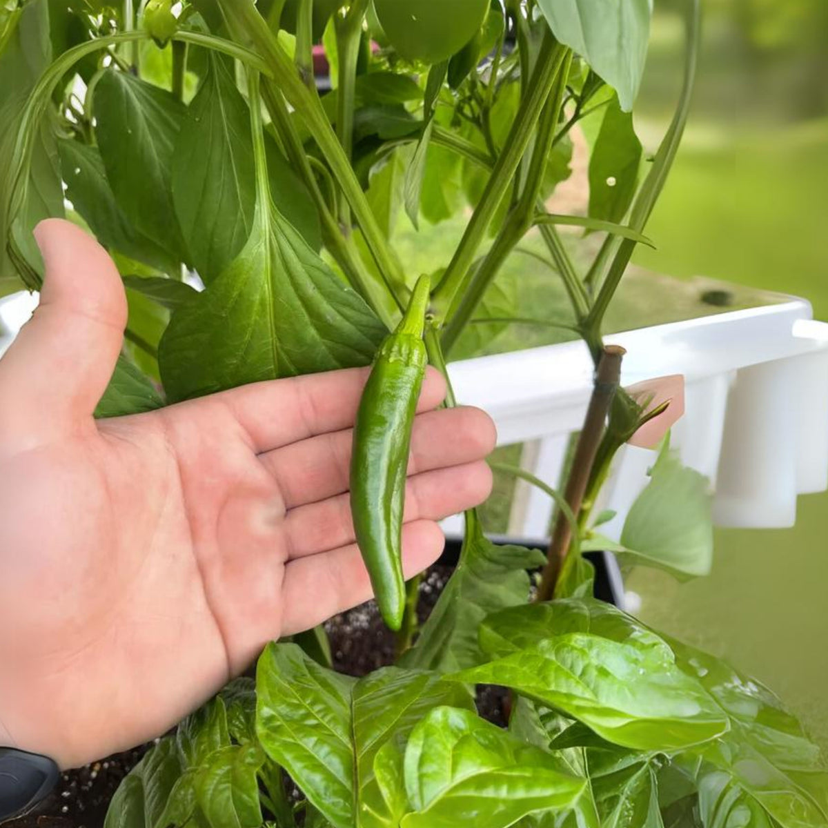 30 Seeds| Anaheim Chili Pepper Seeds – Capsicum annuum, Heirloom, Non-GMO, Mild Heat 500–1,000 SHU, High Yield, 7-Inch Peppers, Easy to Grow Warm Season Vegetable for Roasting, Stuffing, Salsa, and Fresh Cooking#6038