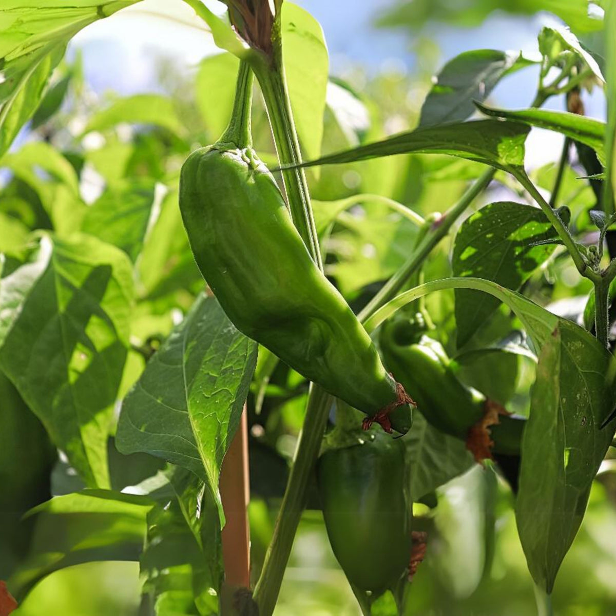 30 Seeds| Anaheim Chili Pepper Seeds – Capsicum annuum, Heirloom, Non-GMO, Mild Heat 500–1,000 SHU, High Yield, 7-Inch Peppers, Easy to Grow Warm Season Vegetable for Roasting, Stuffing, Salsa, and Fresh Cooking#6038