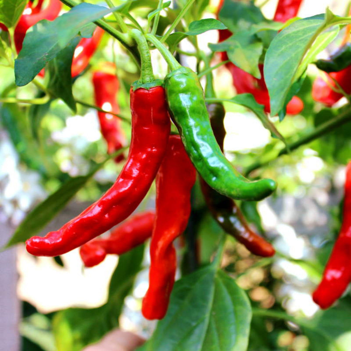 30 Seeds| Anaheim Chili Pepper Seeds – Capsicum annuum, Heirloom, Non-GMO, Mild Heat 500–1,000 SHU, High Yield, 7-Inch Peppers, Easy to Grow Warm Season Vegetable for Roasting, Stuffing, Salsa, and Fresh Cooking#6038