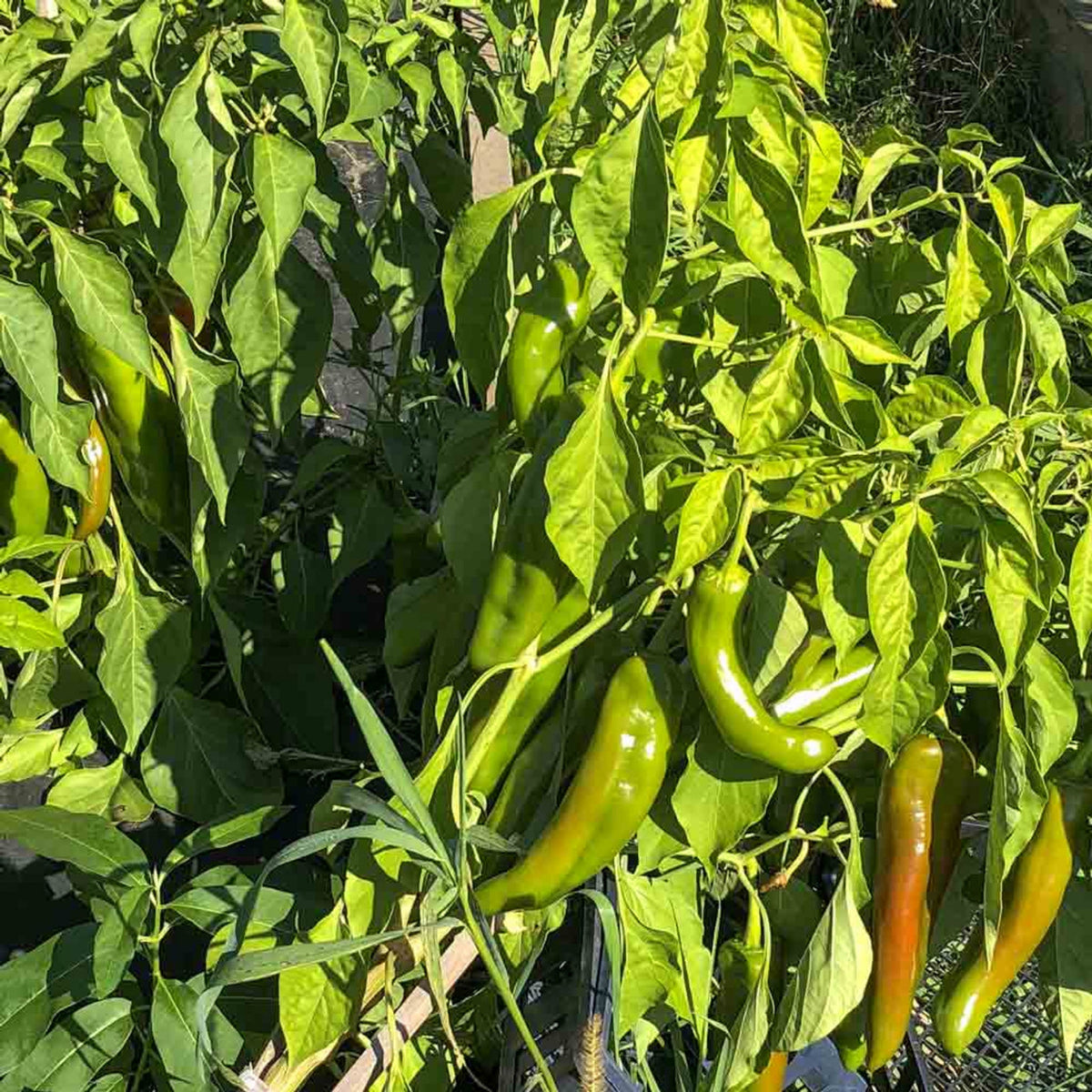 30 Seeds| Anaheim Chili Pepper Seeds – Capsicum annuum, Heirloom, Non-GMO, Mild Heat 500–1,000 SHU, High Yield, 7-Inch Peppers, Easy to Grow Warm Season Vegetable for Roasting, Stuffing, Salsa, and Fresh Cooking#6038