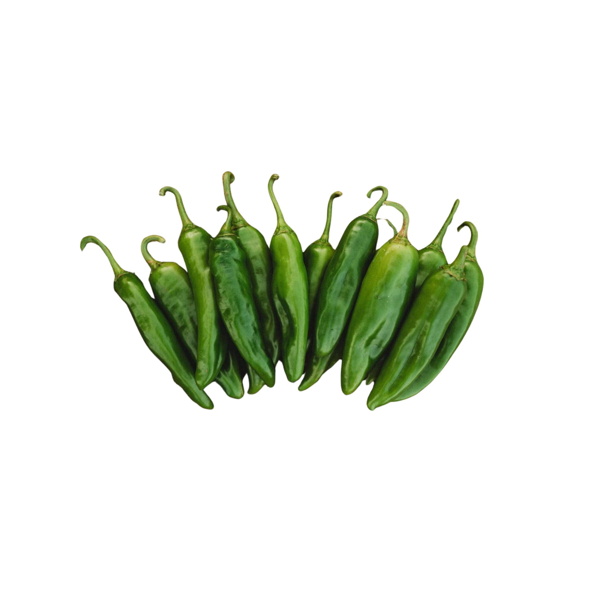 30 Seeds| Anaheim Chili Pepper Seeds – Capsicum annuum, Heirloom, Non-GMO, Mild Heat 500–1,000 SHU, High Yield, 7-Inch Peppers, Easy to Grow Warm Season Vegetable for Roasting, Stuffing, Salsa, and Fresh Cooking#6038