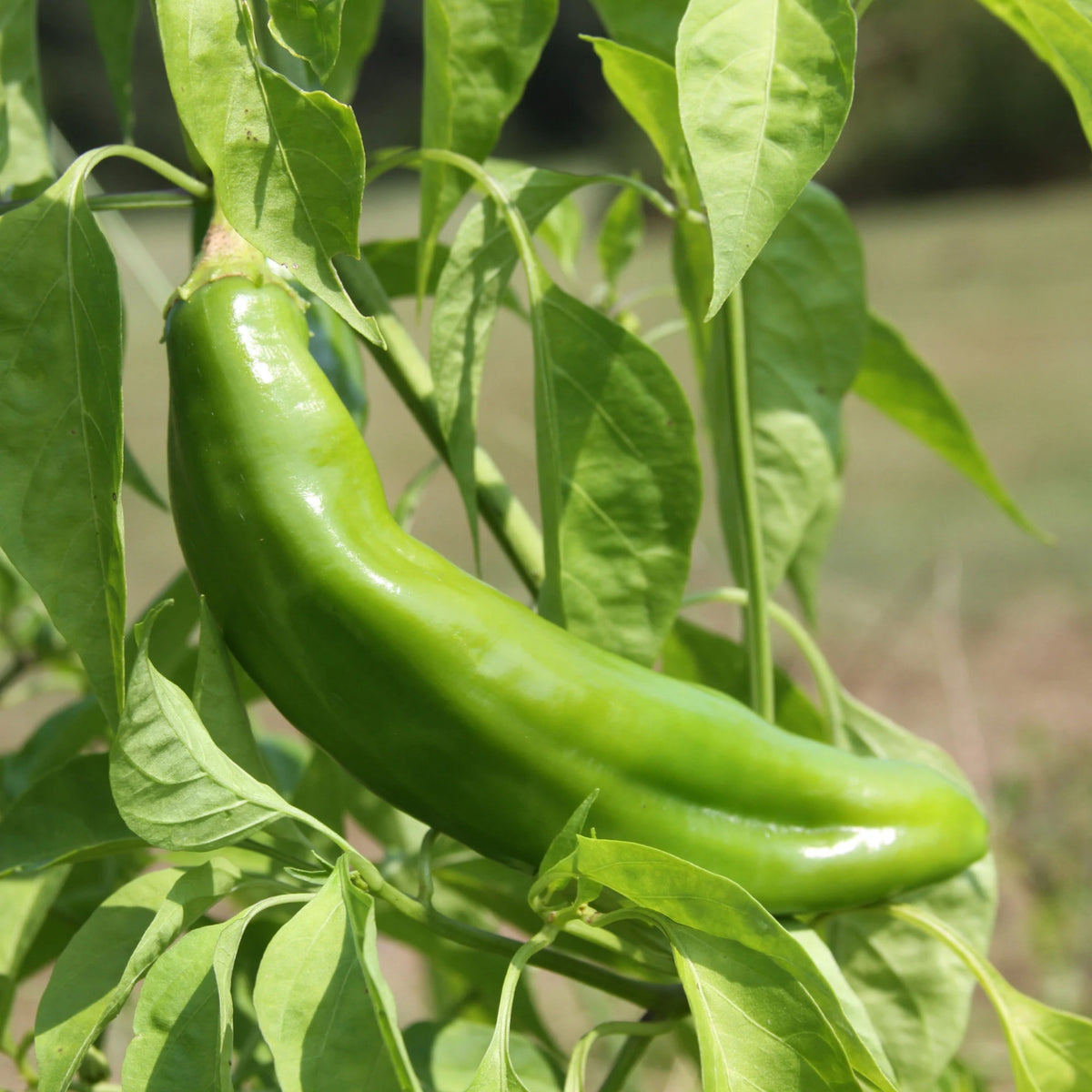 30 Seeds| Anaheim Chili Pepper Seeds – Capsicum annuum, Heirloom, Non-GMO, Mild Heat 500–1,000 SHU, High Yield, 7-Inch Peppers, Easy to Grow Warm Season Vegetable for Roasting, Stuffing, Salsa, and Fresh Cooking#6038