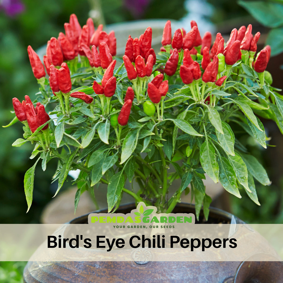 Bird’s Eye Chili Pepper Seeds - Thai Hot Chili, 35 seeds
