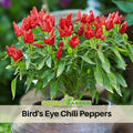 35 Seeds|Bird’s Eye Chili Pepper Seeds – Thai Hot Chili, Capsicum frutescens, Heirloom, Non-GMO, Very Spicy 50,000–100,000 SHU, Easy to Grow, Compact Plants, Perfect for Thai Cuisine, Sauces, Pickling, and Drying#6039