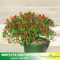 35 Seeds| Bird's Eye Chili Peppers (Thai) Seeds Heirloom – Non-GMO – Very Spicy – 50,000–100,000 SHU – Compact Plants – High Yield – Thai Cuisine – Sauces & Pickling – Container Friendly – Garden to Table#6039