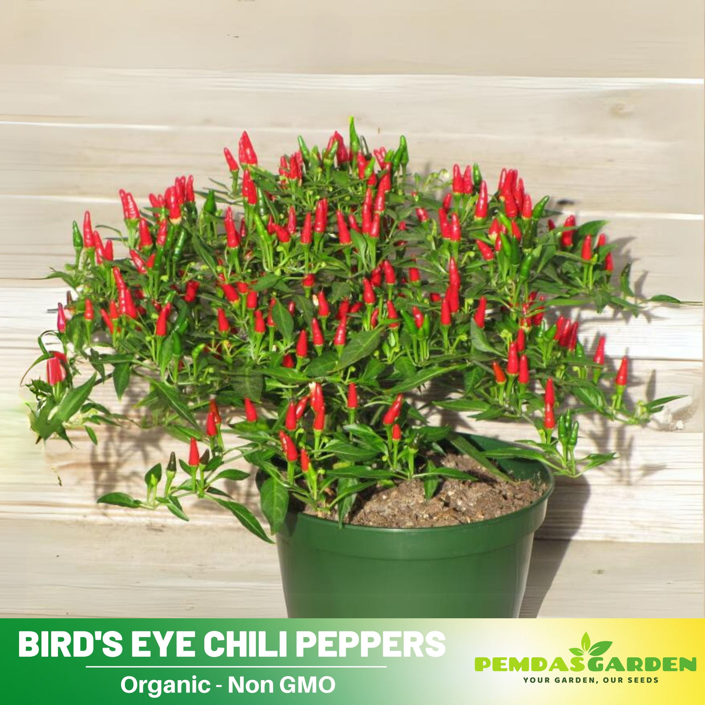thai chili seeds plant 35 Seeds| Bird's Eye Chili Peppers (Thai) Seeds Heirloom – Non-GMO – V – PEMDASGARDEN