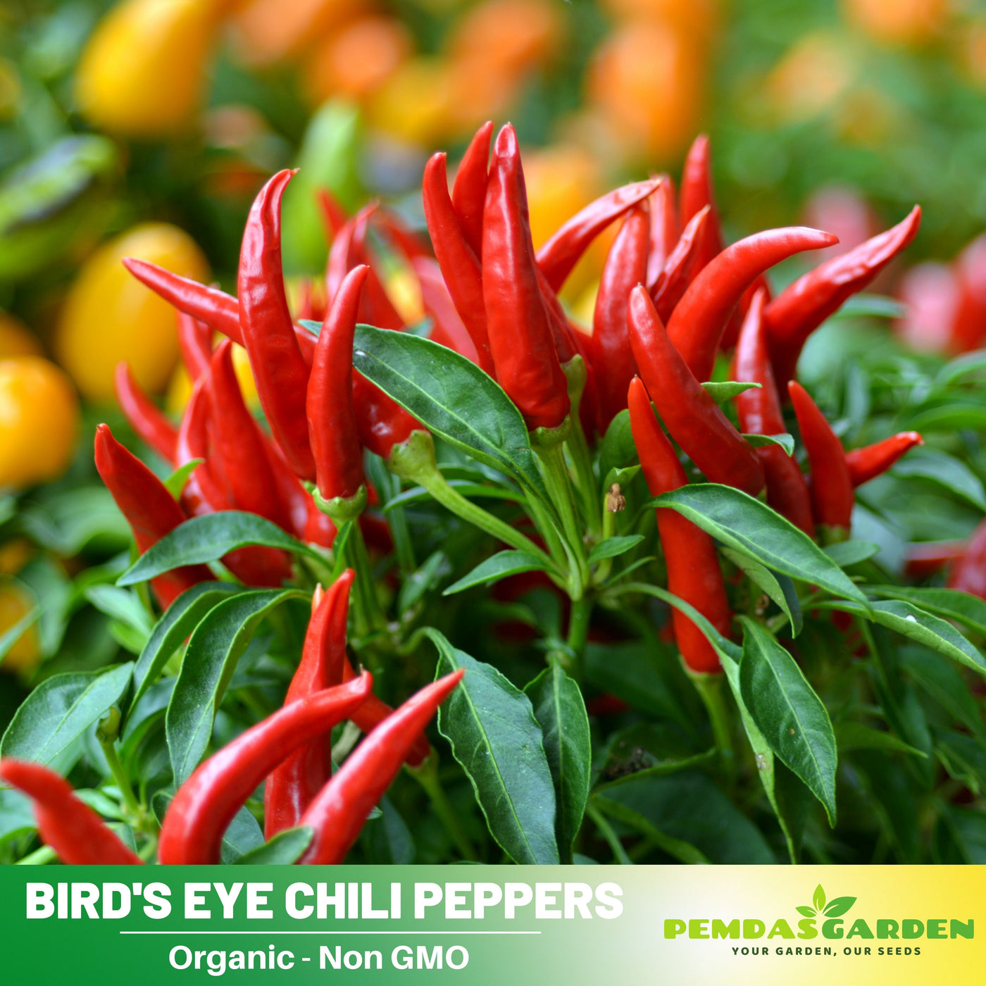chili seeds for planting 35 Seeds|Bird's Eye Chili Pepper Seeds – Thai Hot Chili, Capsicum frut – PEMDASGARDEN