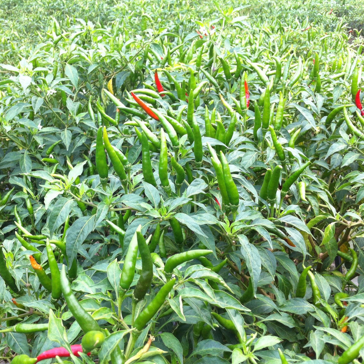 Bird’s Eye Chili Pepper Seeds - Thai Hot Chili, 35 seeds
