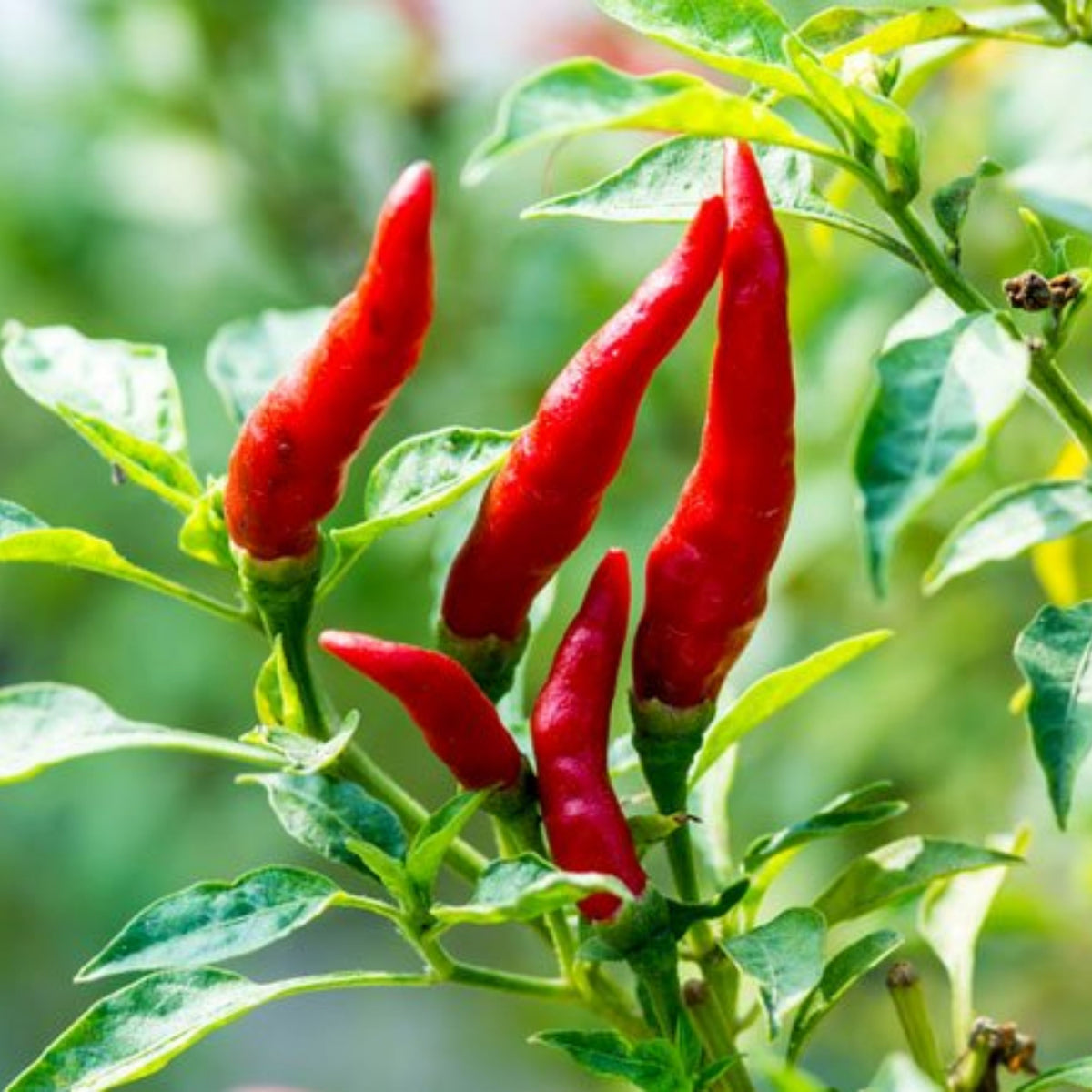 35 Seeds| Bird's Eye Chili Peppers (Thai) Seeds Heirloom – Non-GMO – Very Spicy – 50,000–100,000 SHU – Compact Plants – High Yield – Thai Cuisine – Sauces & Pickling – Container Friendly – Garden to Table#6039