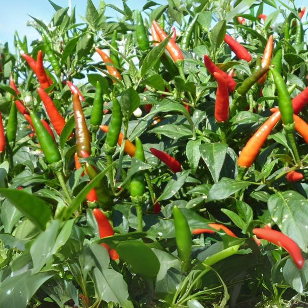 35 Seeds| Bird's Eye Chili Peppers (Thai) Seeds Heirloom – Non-GMO – Very Spicy – 50,000–100,000 SHU – Compact Plants – High Yield – Thai Cuisine – Sauces & Pickling – Container Friendly – Garden to Table#6039