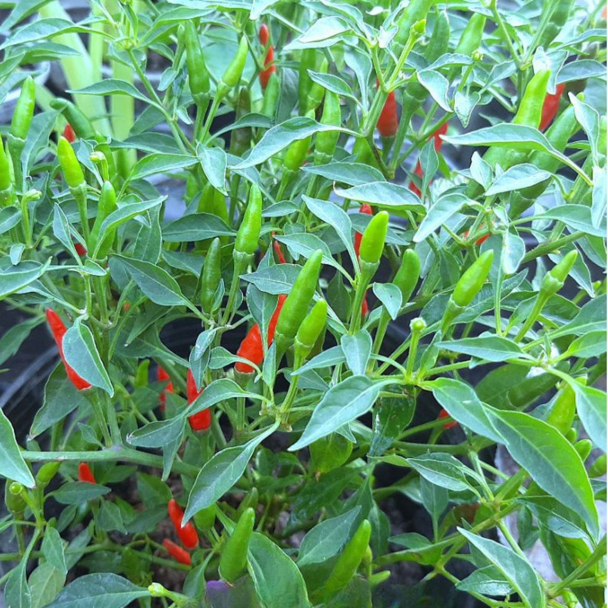 35 Seeds| Bird's Eye Chili Peppers (Thai) Seeds Heirloom – Non-GMO – Very Spicy – 50,000–100,000 SHU – Compact Plants – High Yield – Thai Cuisine – Sauces & Pickling – Container Friendly – Garden to Table#6039