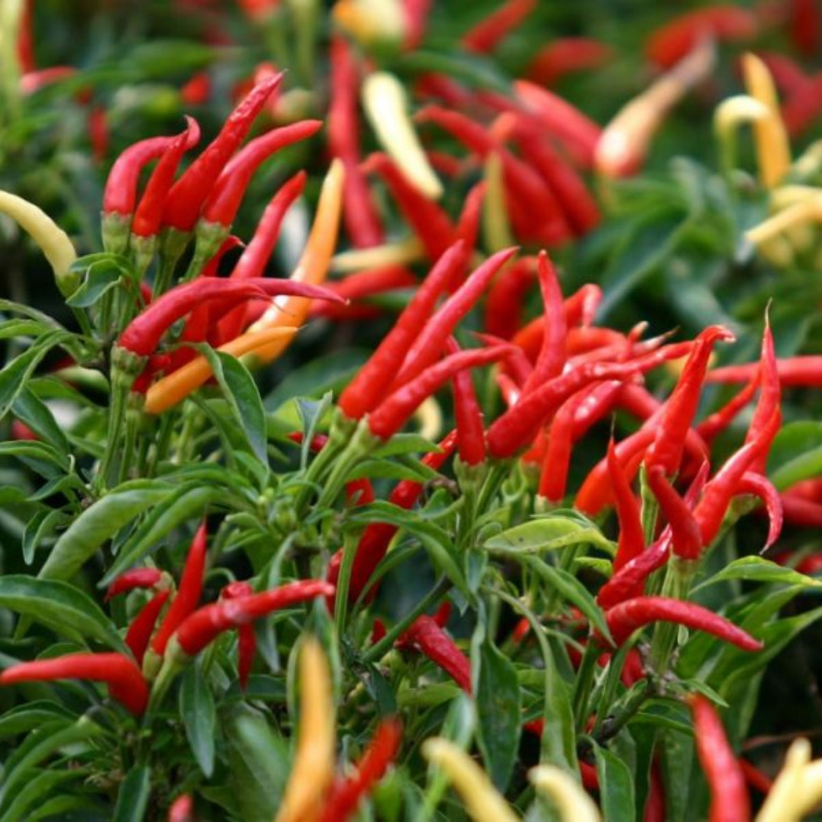 35 Seeds| Bird's Eye Chili Peppers (Thai) Seeds Heirloom – Non-GMO – Very Spicy – 50,000–100,000 SHU – Compact Plants – High Yield – Thai Cuisine – Sauces & Pickling – Container Friendly – Garden to Table#6039