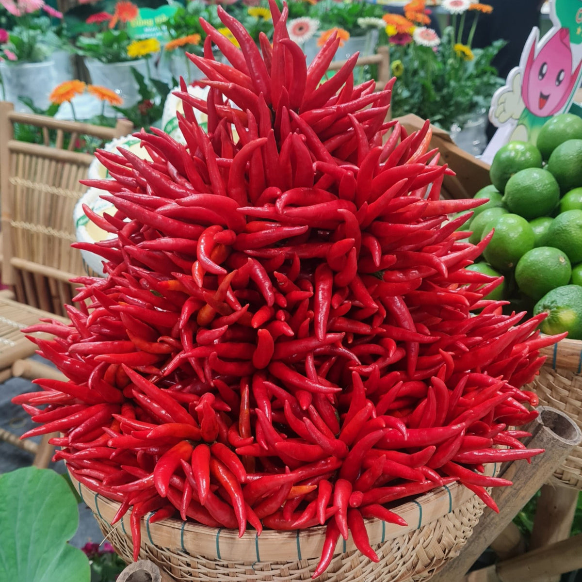 35 Seeds|Bird’s Eye Chili Pepper Seeds – Thai Hot Chili, Capsicum frutescens, Heirloom, Non-GMO, Very Spicy 50,000–100,000 SHU, Easy to Grow, Compact Plants, Perfect for Thai Cuisine, Sauces, Pickling, and Drying#6039