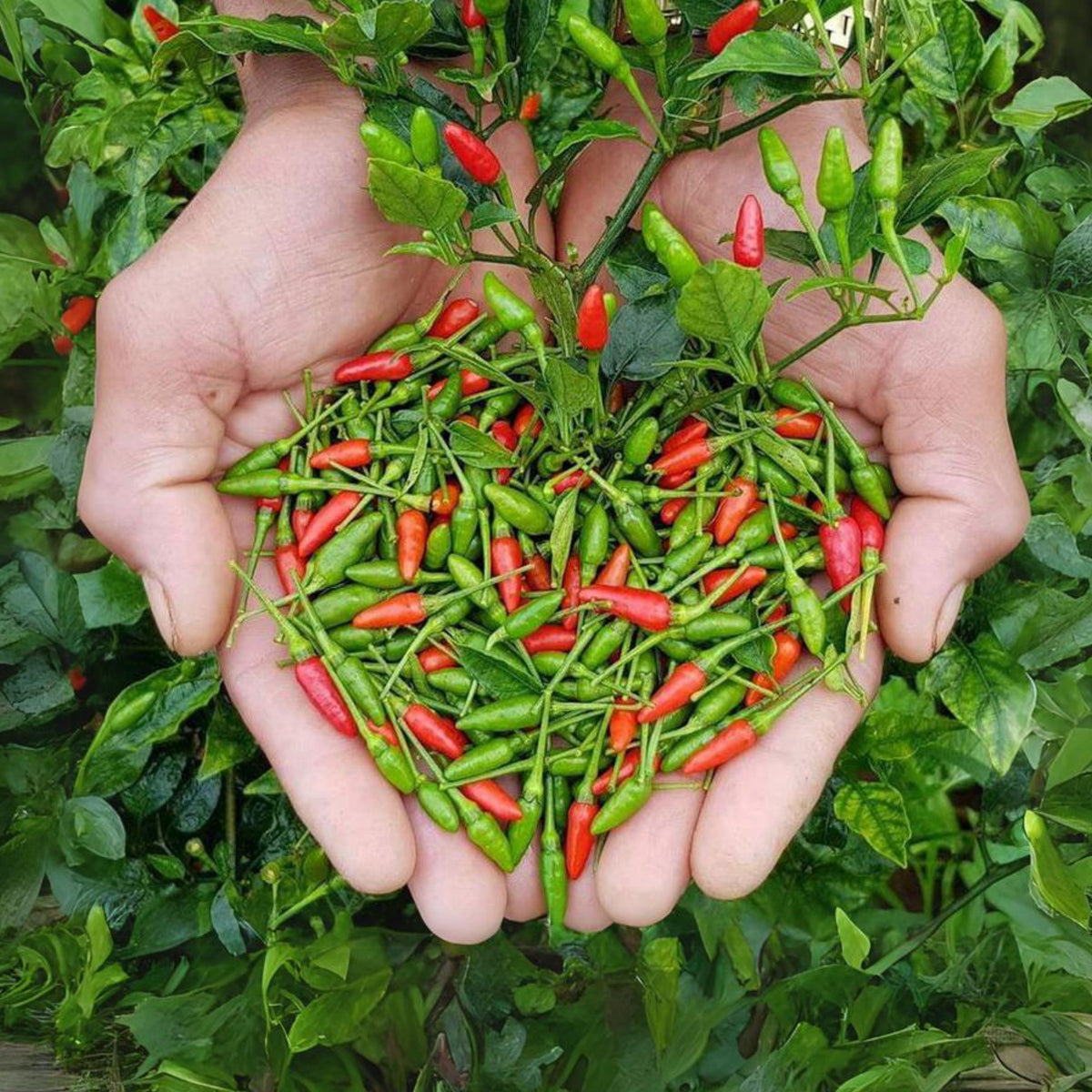 35 Seeds| Bird's Eye Chili Peppers (Thai) Seeds Heirloom – Non-GMO – Very Spicy – 50,000–100,000 SHU – Compact Plants – High Yield – Thai Cuisine – Sauces & Pickling – Container Friendly – Garden to Table#6039