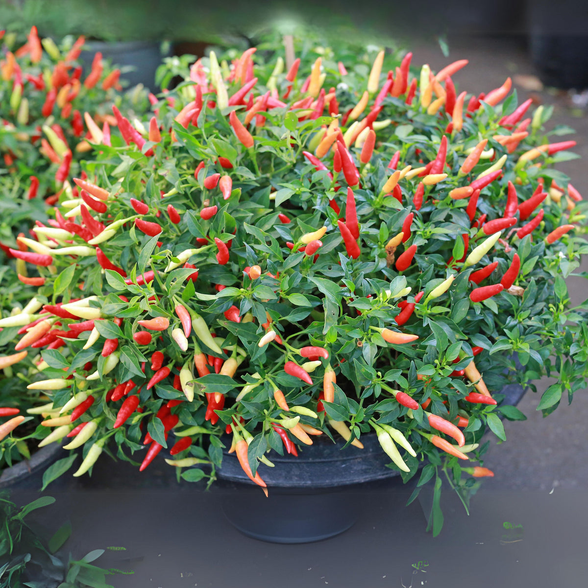35 Seeds|Bird’s Eye Chili Pepper Seeds – Thai Hot Chili, Capsicum frutescens, Heirloom, Non-GMO, Very Spicy 50,000–100,000 SHU, Easy to Grow, Compact Plants, Perfect for Thai Cuisine, Sauces, Pickling, and Drying#6039