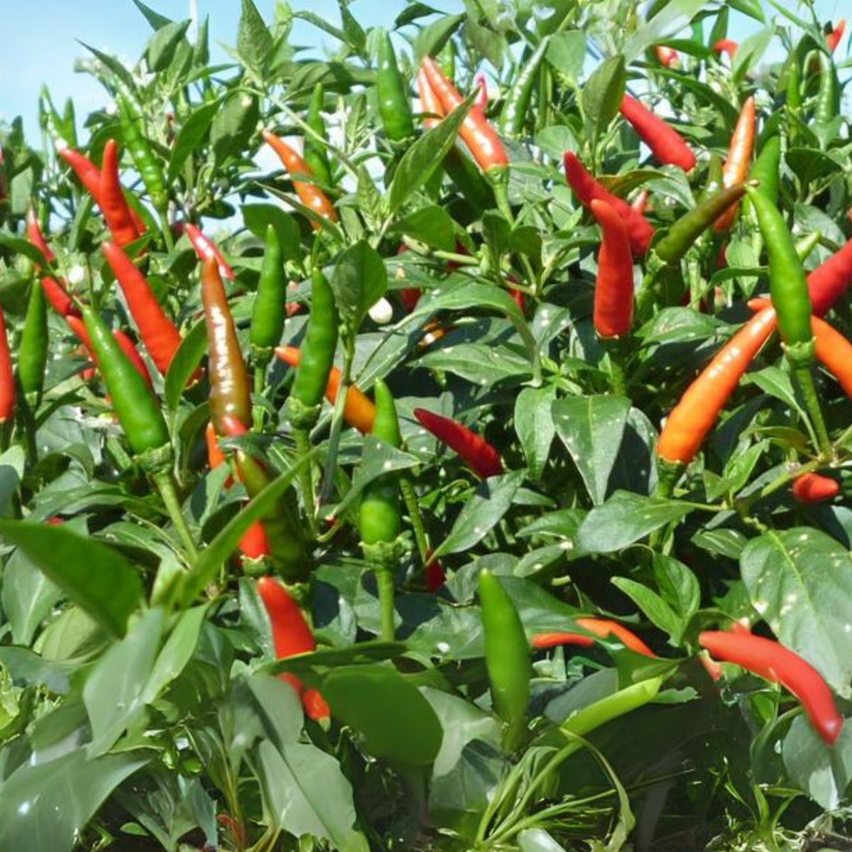 Bird’s Eye Chili Pepper Seeds - Thai Hot Chili, 35 seeds