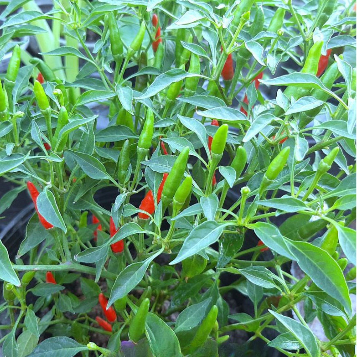 Bird’s Eye Chili Pepper Seeds - Thai Hot Chili, 35 seeds