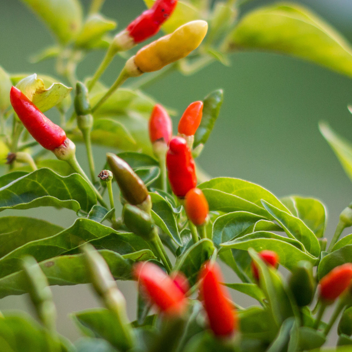 35 Seeds|Bird’s Eye Chili Pepper Seeds – Thai Hot Chili, Capsicum frutescens, Heirloom, Non-GMO, Very Spicy 50,000–100,000 SHU, Easy to Grow, Compact Plants, Perfect for Thai Cuisine, Sauces, Pickling, and Drying#6039