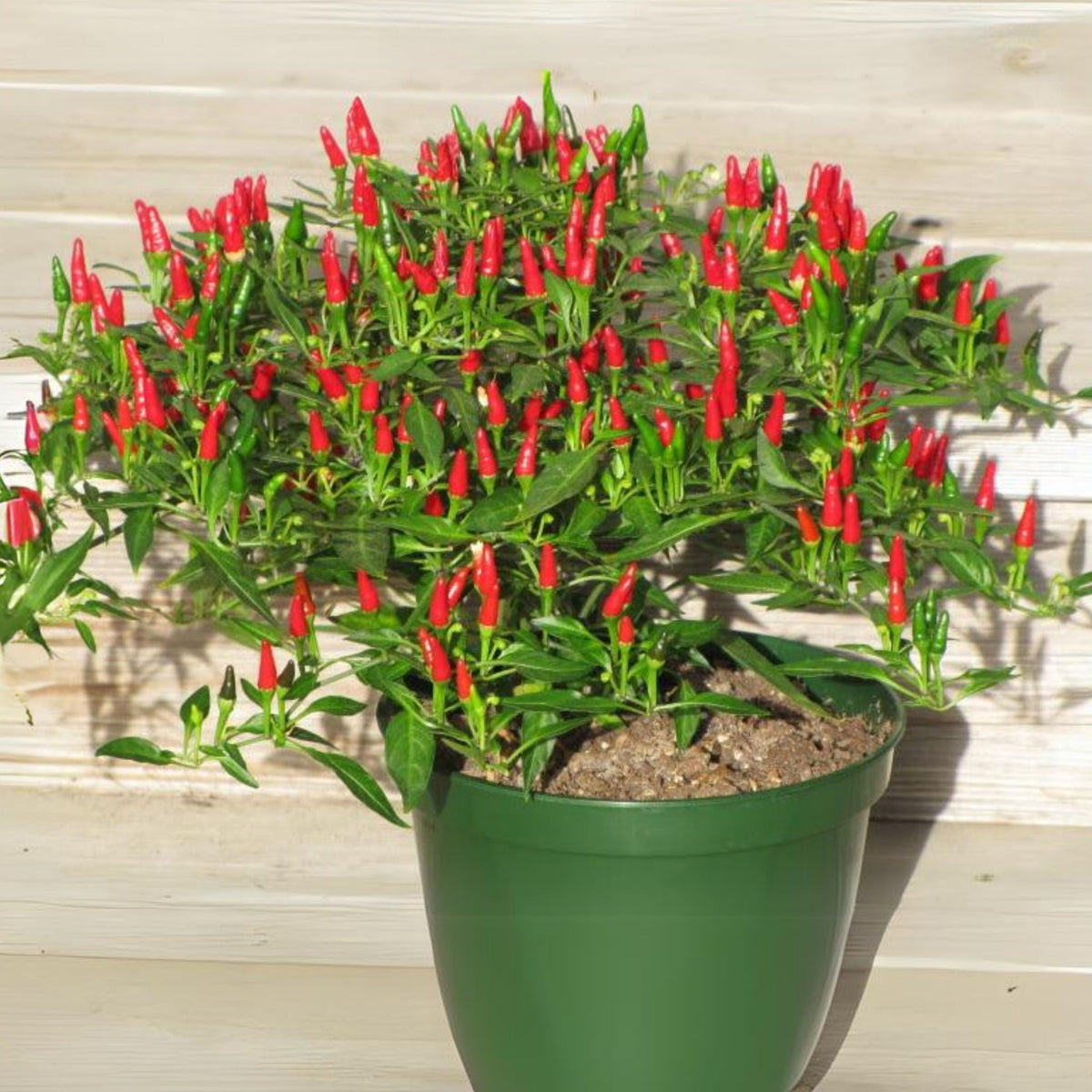 35 Seeds|Bird’s Eye Chili Pepper Seeds – Thai Hot Chili, Capsicum frutescens, Heirloom, Non-GMO, Very Spicy 50,000–100,000 SHU, Easy to Grow, Compact Plants, Perfect for Thai Cuisine, Sauces, Pickling, and Drying#6039