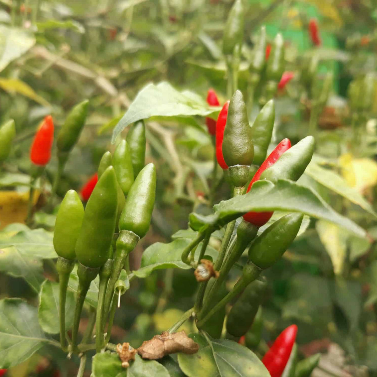 35 Seeds|Bird’s Eye Chili Pepper Seeds – Thai Hot Chili, Capsicum frutescens, Heirloom, Non-GMO, Very Spicy 50,000–100,000 SHU, Easy to Grow, Compact Plants, Perfect for Thai Cuisine, Sauces, Pickling, and Drying#6039