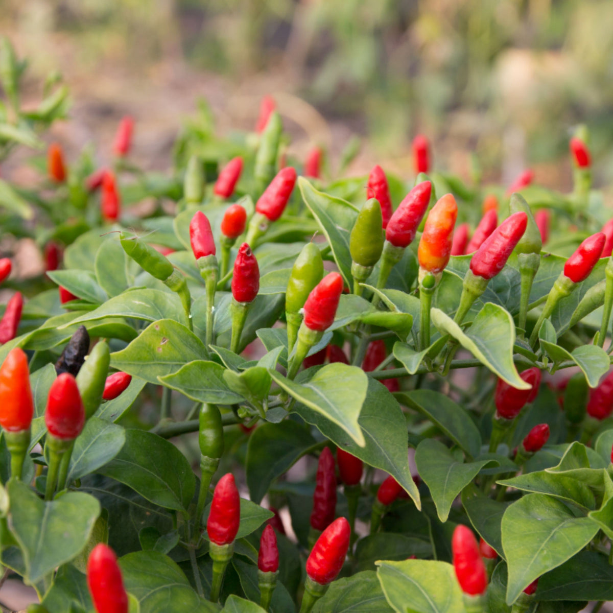 35 Seeds| Bird's Eye Chili Peppers (Thai) Seeds Heirloom – Non-GMO – Very Spicy – 50,000–100,000 SHU – Compact Plants – High Yield – Thai Cuisine – Sauces & Pickling – Container Friendly – Garden to Table#6039