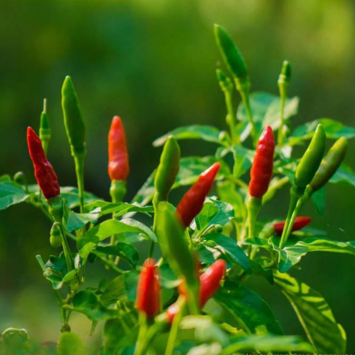 35 Seeds| Bird's Eye Chili Peppers (Thai) Seeds Heirloom – Non-GMO – Very Spicy – 50,000–100,000 SHU – Compact Plants – High Yield – Thai Cuisine – Sauces & Pickling – Container Friendly – Garden to Table#6039