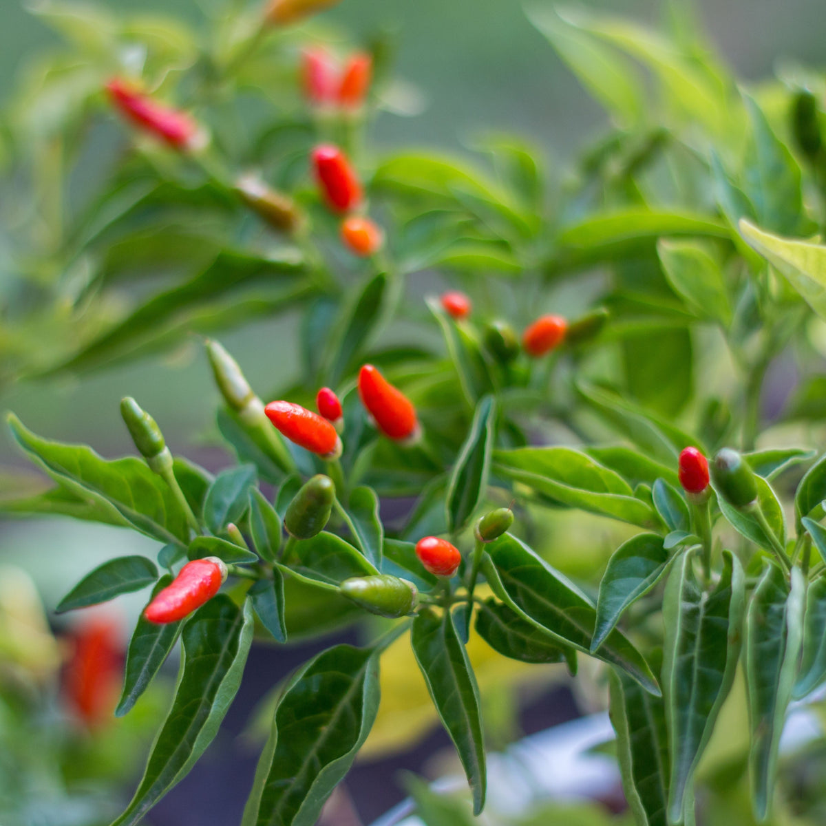 35 Seeds| Bird's Eye Chili Peppers (Thai) Seeds Heirloom – Non-GMO – Very Spicy – 50,000–100,000 SHU – Compact Plants – High Yield – Thai Cuisine – Sauces & Pickling – Container Friendly – Garden to Table#6039