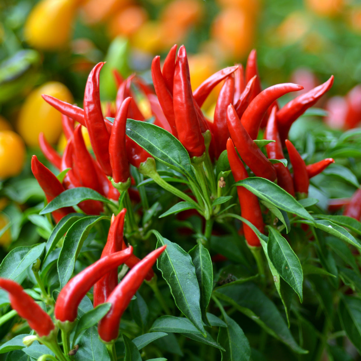 35 Seeds| Bird's Eye Chili Peppers (Thai) Seeds Heirloom – Non-GMO – Very Spicy – 50,000–100,000 SHU – Compact Plants – High Yield – Thai Cuisine – Sauces & Pickling – Container Friendly – Garden to Table#6039