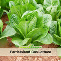 500 Seeds| Parris Island Cos Romaine Lettuce Seeds- Lactuca sativa- Heirloom Crisp Leafy Greens Easy to Grow Cool Season Vegetable for Garden and Containers, Nutritious Leafy Greens, Excellent for Salads#6042