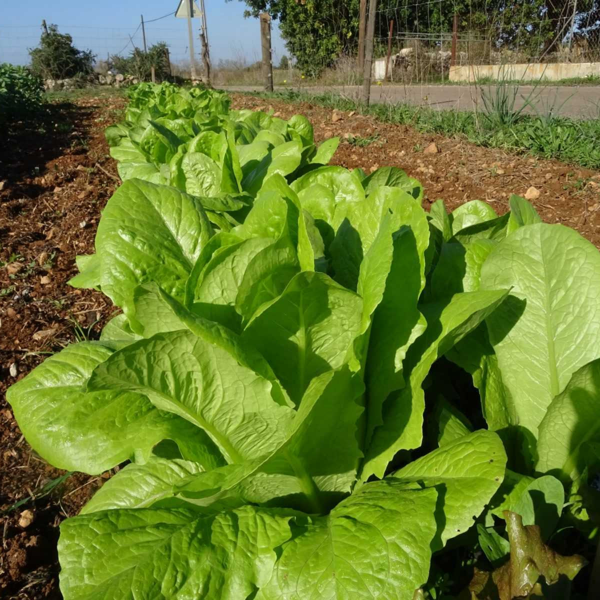 Parris Island Cos Romaine Lettuce Seeds - Lactuca Sativa, 500 seeds