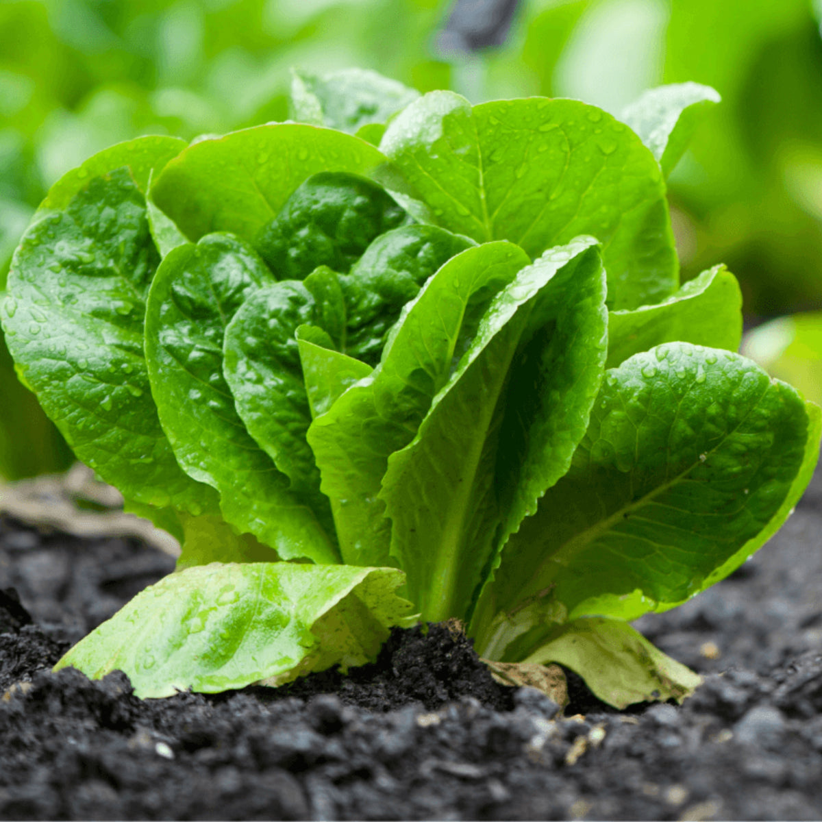 Parris Island Cos Romaine Lettuce Seeds - Lactuca Sativa, 500 seeds