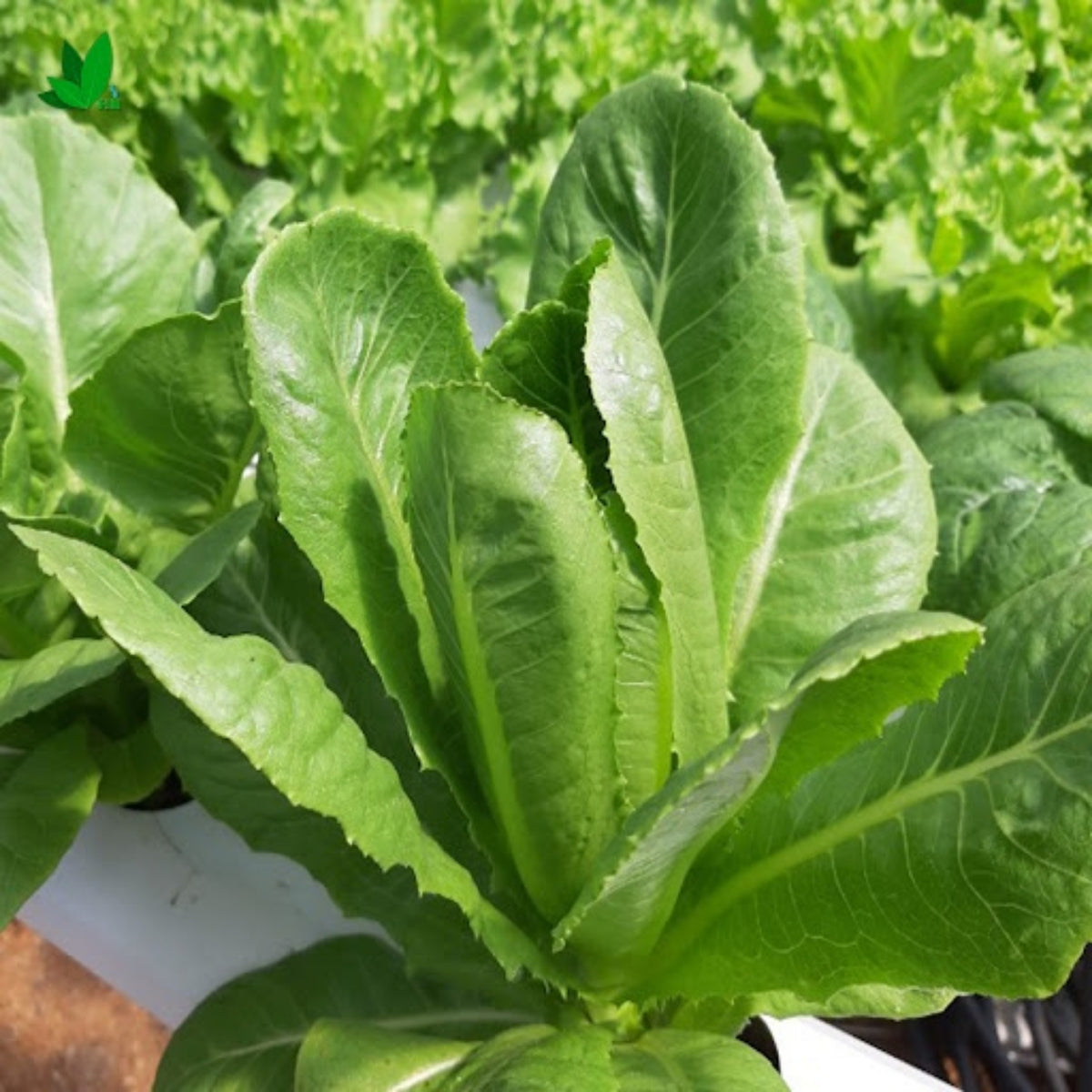 Parris Island Cos Romaine Lettuce Seeds - Lactuca Sativa, 500 seeds