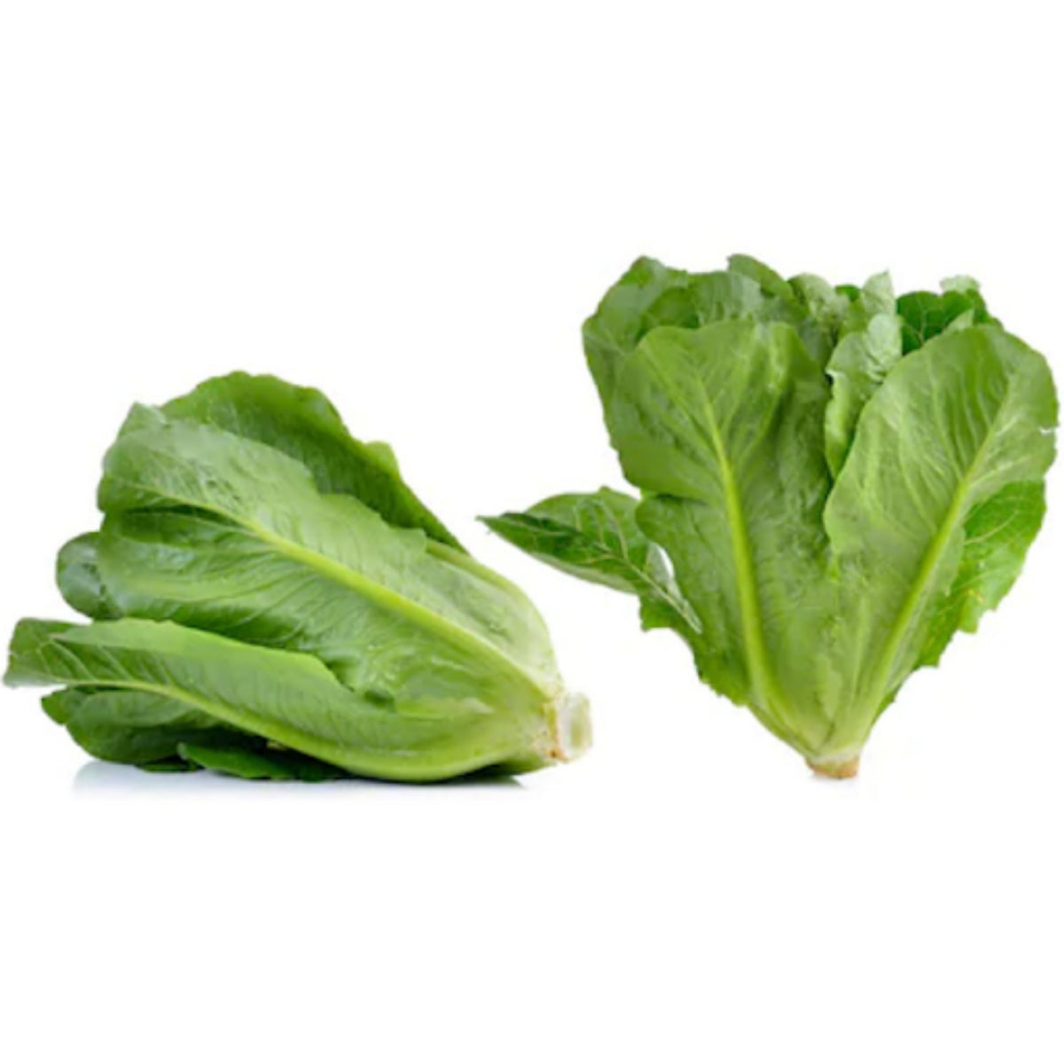 Parris Island Cos Romaine Lettuce Seeds - Lactuca Sativa, 500 seeds