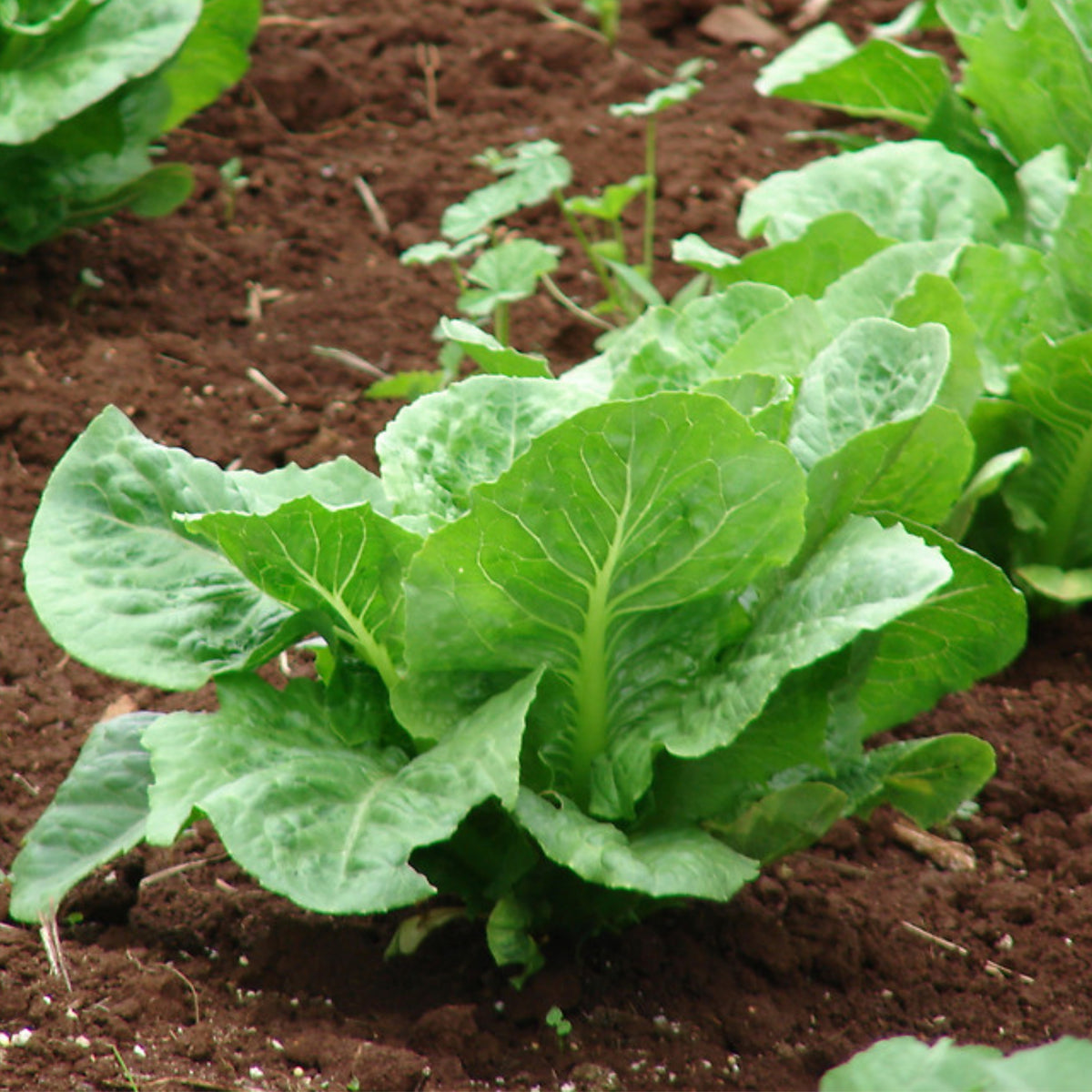 Parris Island Cos Romaine Lettuce Seeds - Lactuca Sativa, 500 seeds