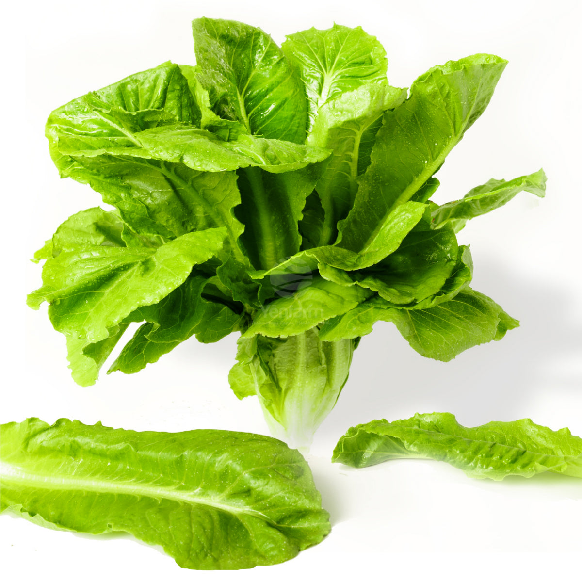 Parris Island Cos Romaine Lettuce Seeds - Lactuca Sativa, 500 seeds