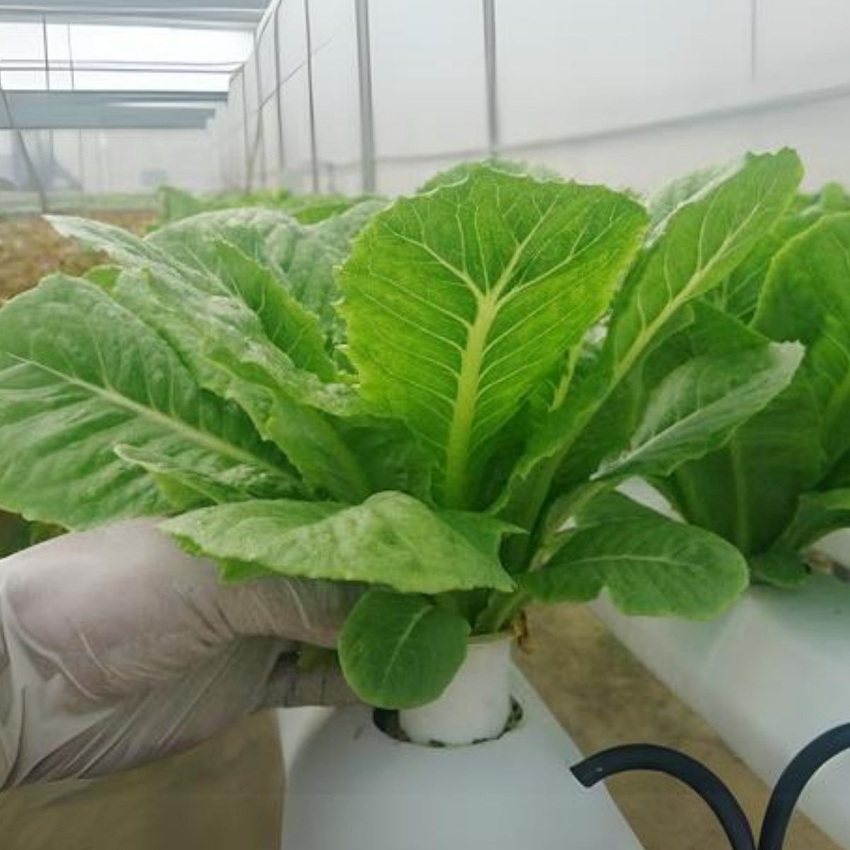 Parris Island Cos Romaine Lettuce Seeds - Lactuca Sativa, 500 seeds