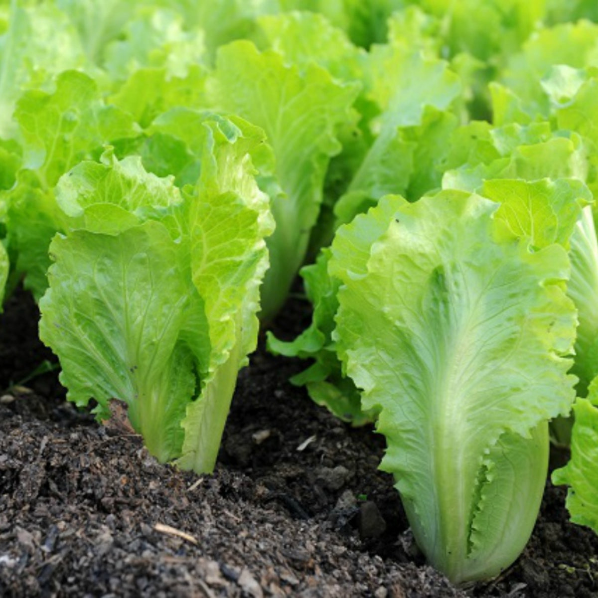 Parris Island Cos Romaine Lettuce Seeds - Lactuca Sativa, 500 seeds