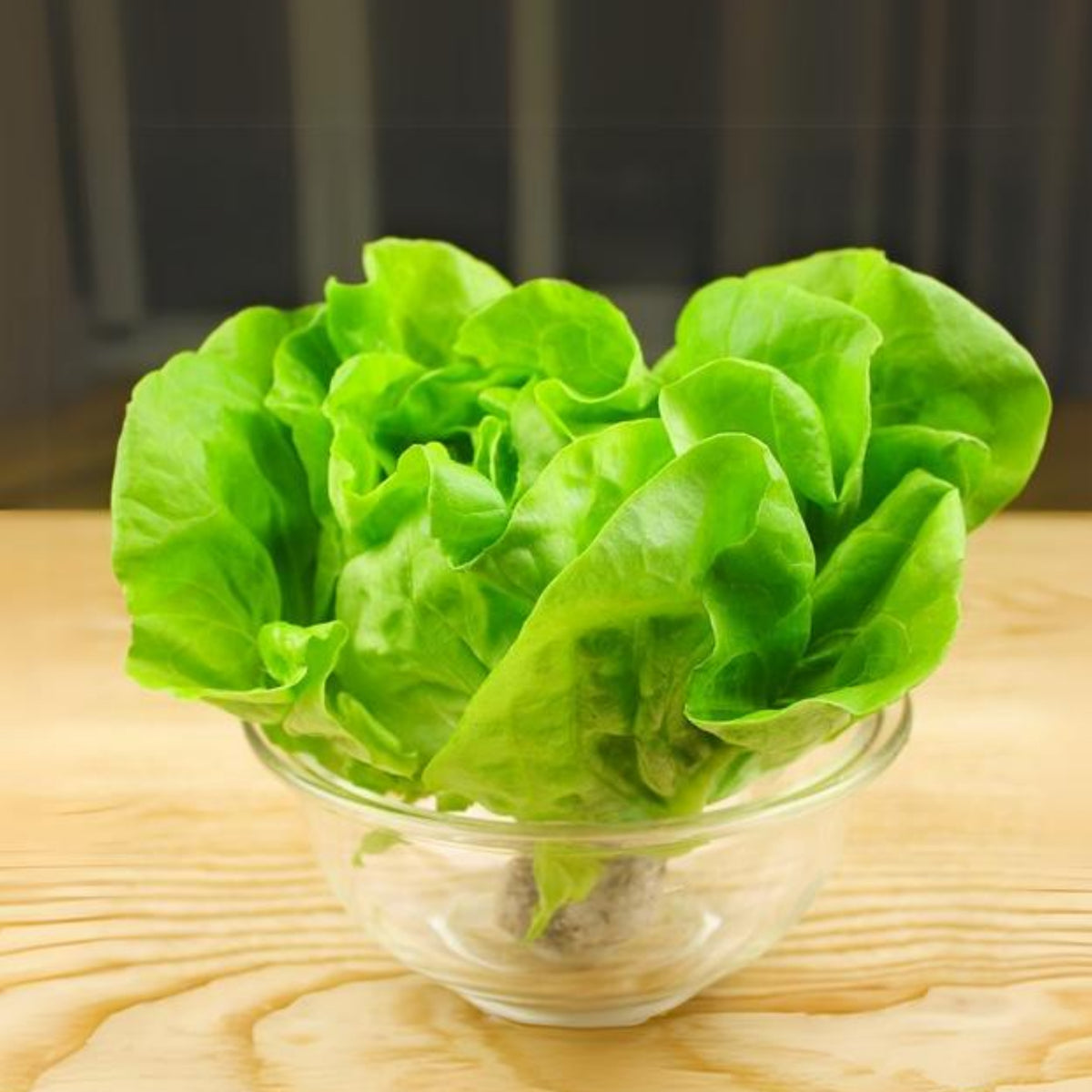 Parris Island Cos Romaine Lettuce Seeds - Lactuca Sativa, 500 seeds