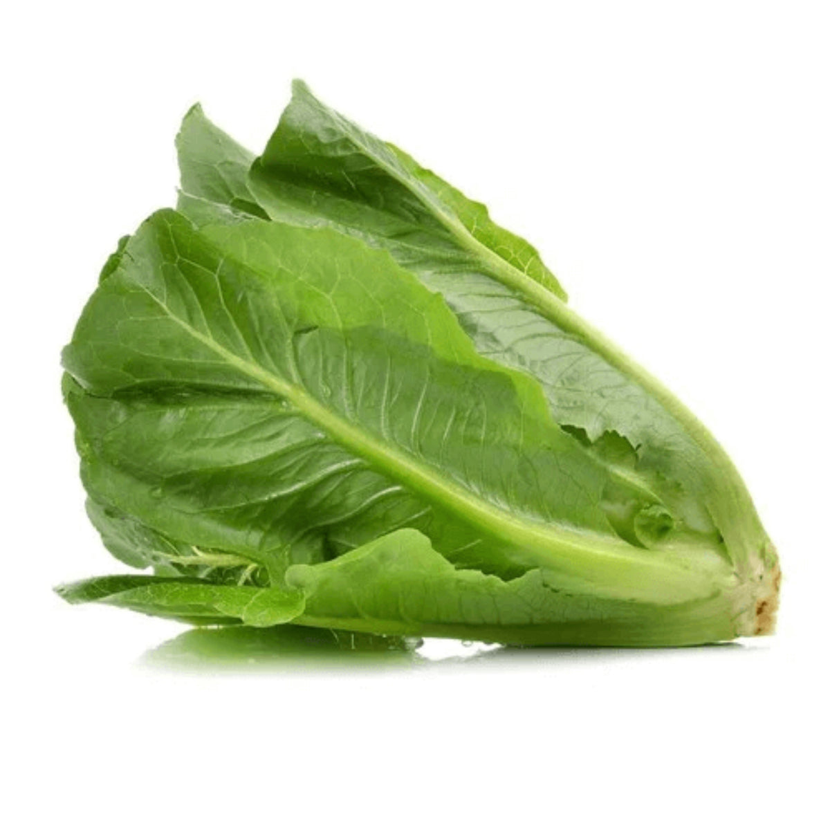 Parris Island Cos Romaine Lettuce Seeds - Lactuca Sativa, 500 seeds