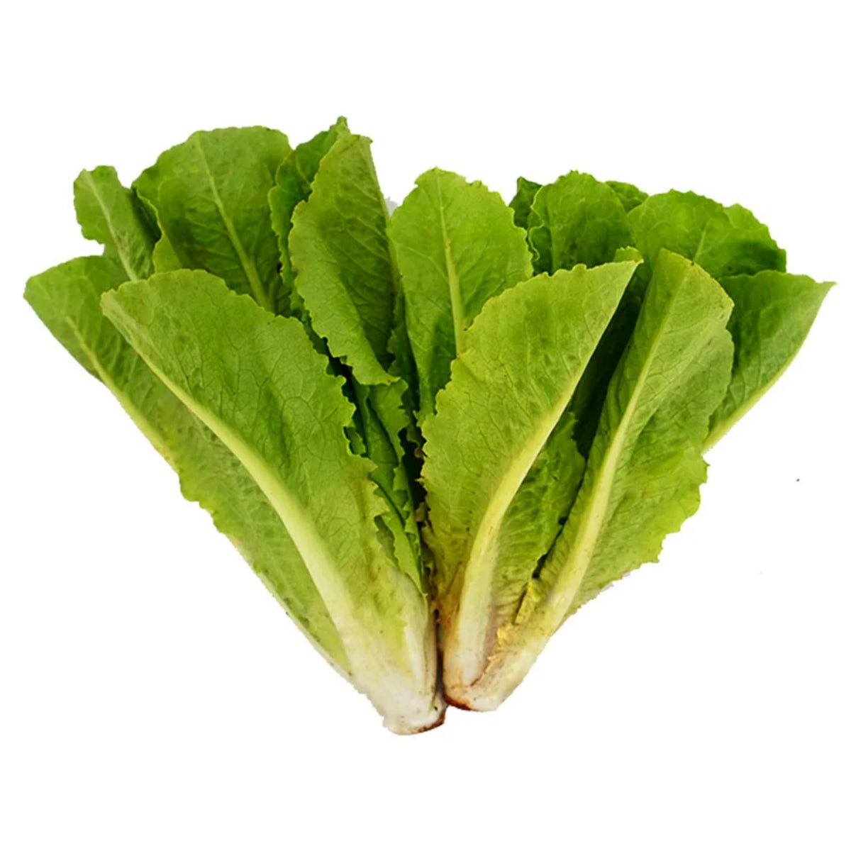 Parris Island Cos Romaine Lettuce Seeds - Lactuca Sativa, 500 seeds