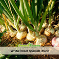 205 Seeds| White Sweet Spanish Onion Seeds#6044