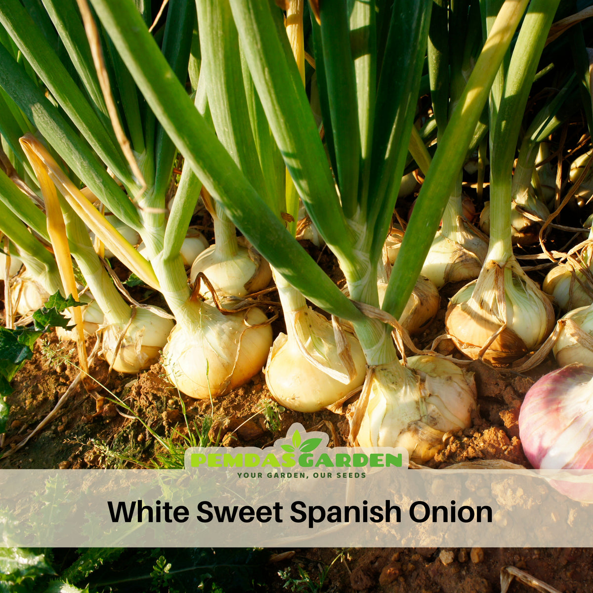 White Sweet Spanish Onion Seeds, 205 seeds