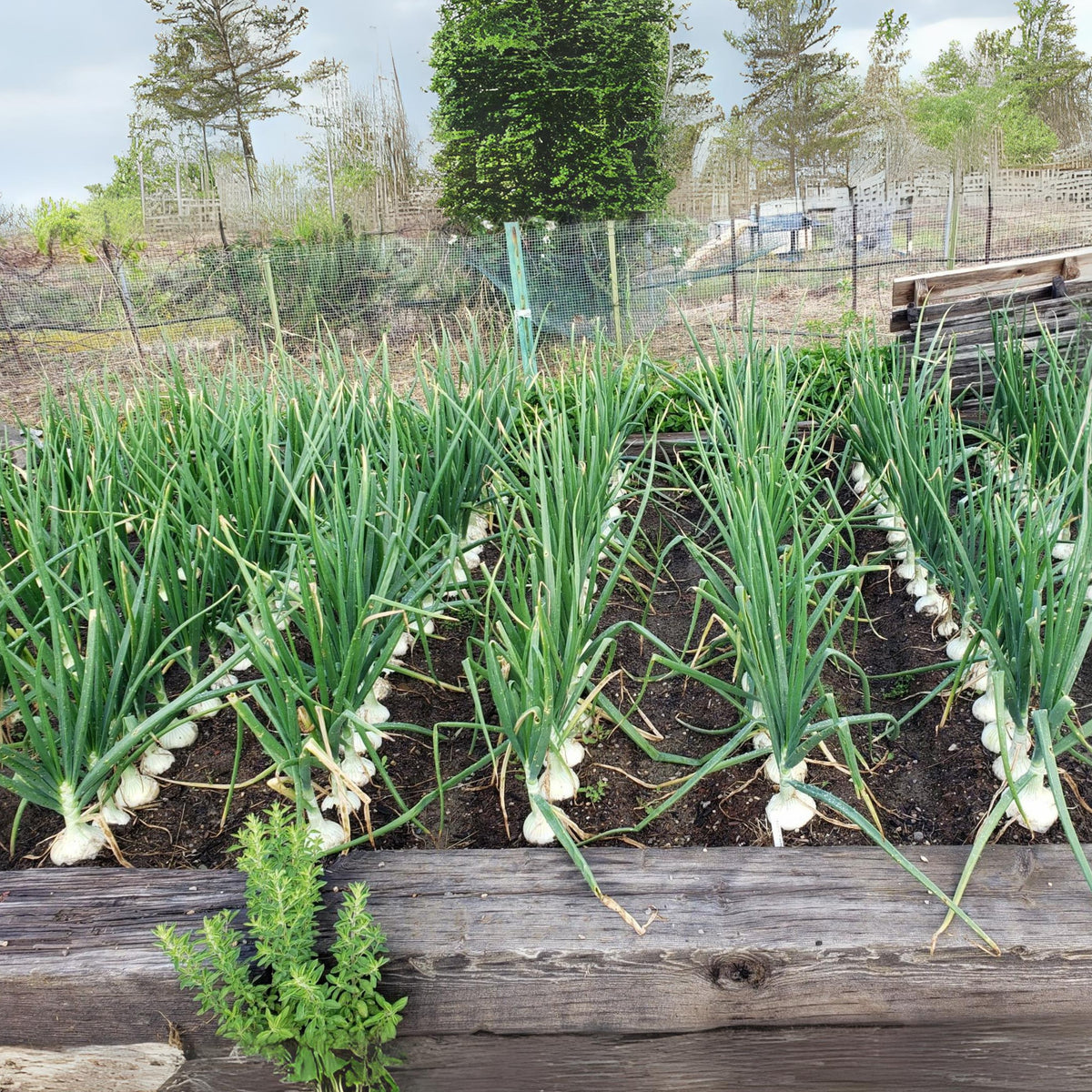White Sweet Spanish Onion Seeds, 205 seeds