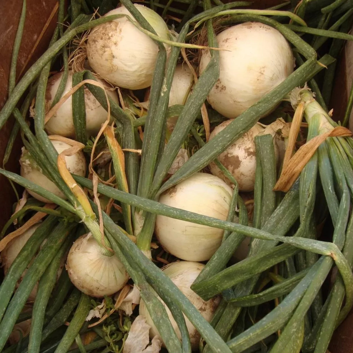 White Sweet Spanish Onion Seeds, 205 seeds