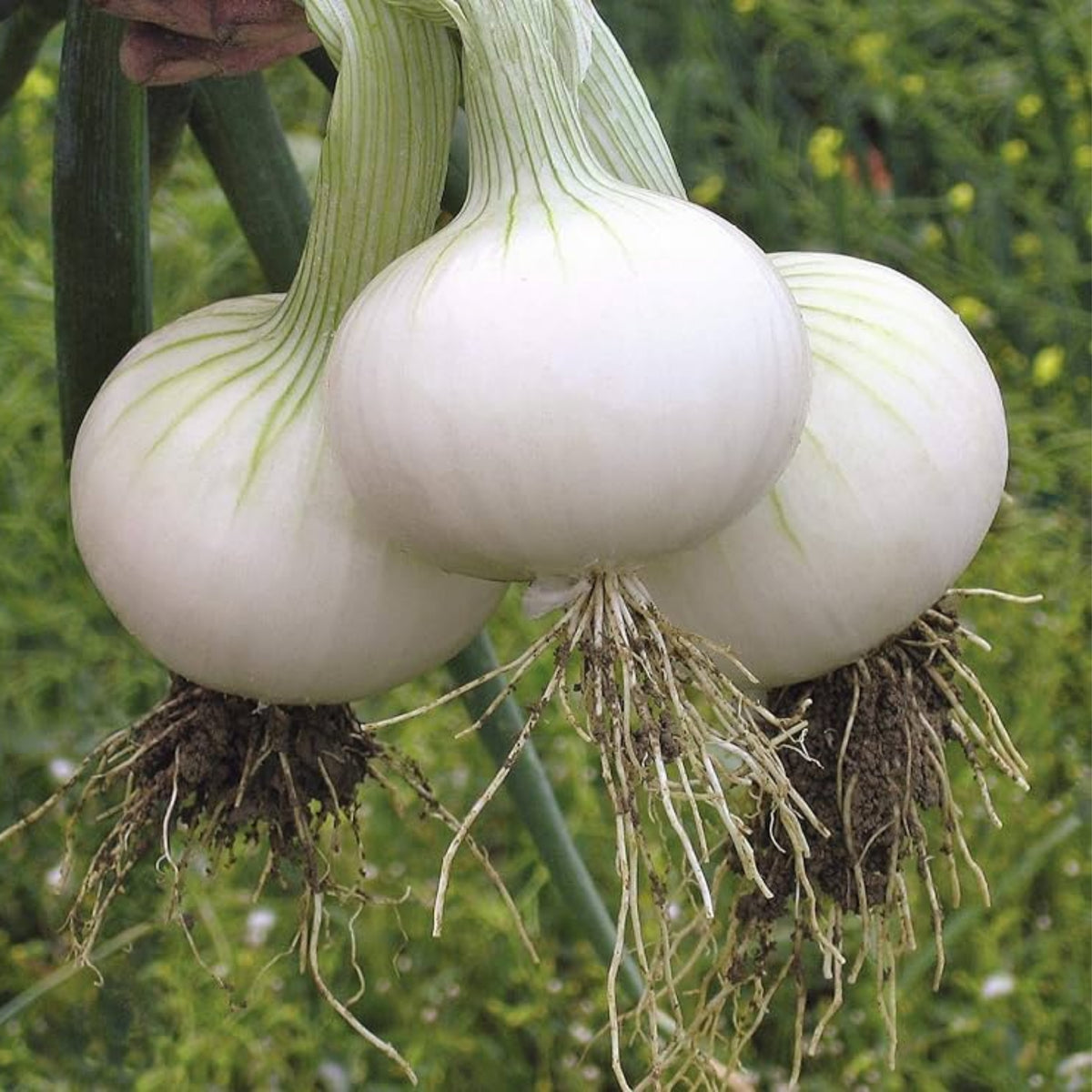 White Sweet Spanish Onion Seeds, 205 seeds