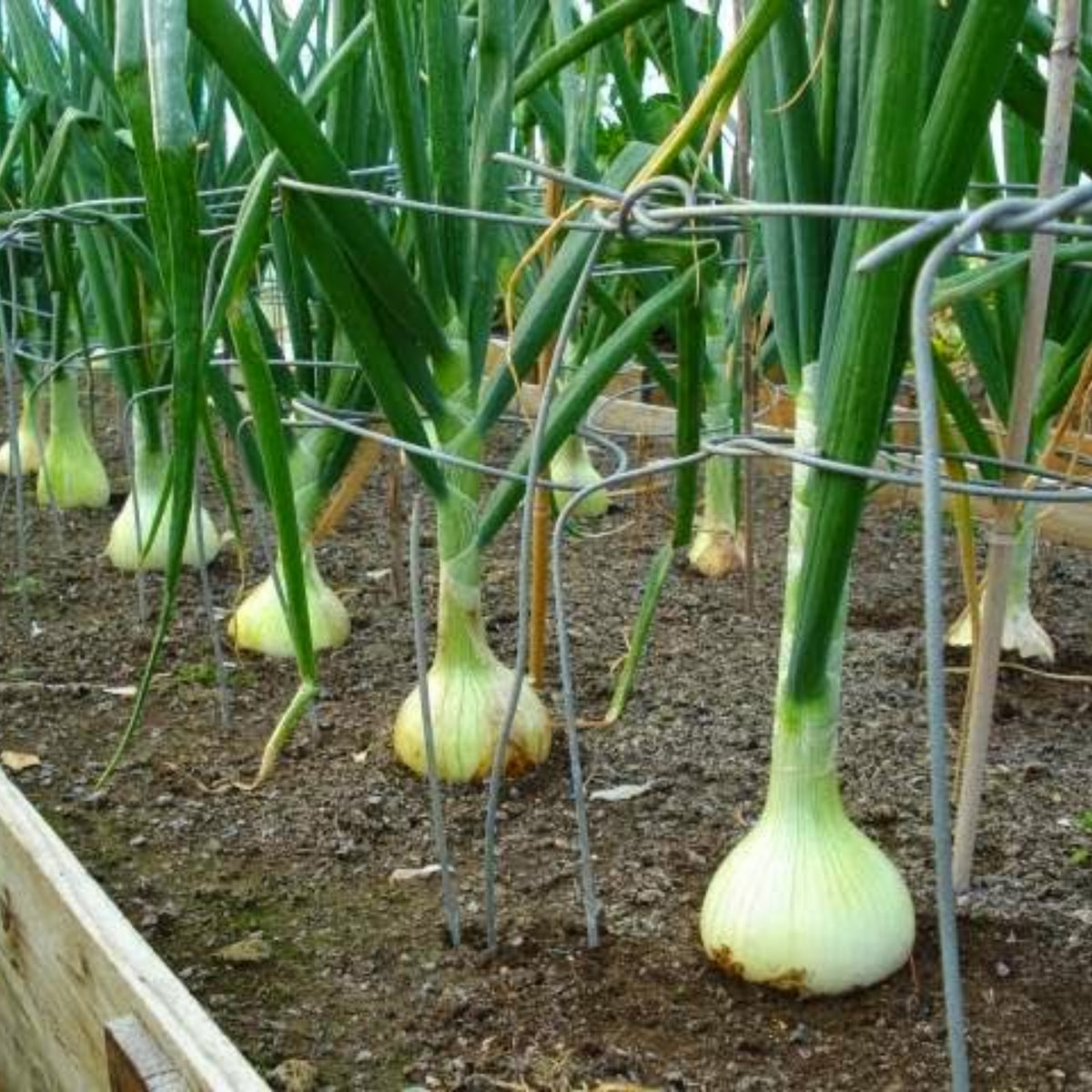 White Sweet Spanish Onion Seeds, 205 seeds